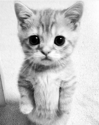 Стикер Котики смотрят на Жору Лобушкина