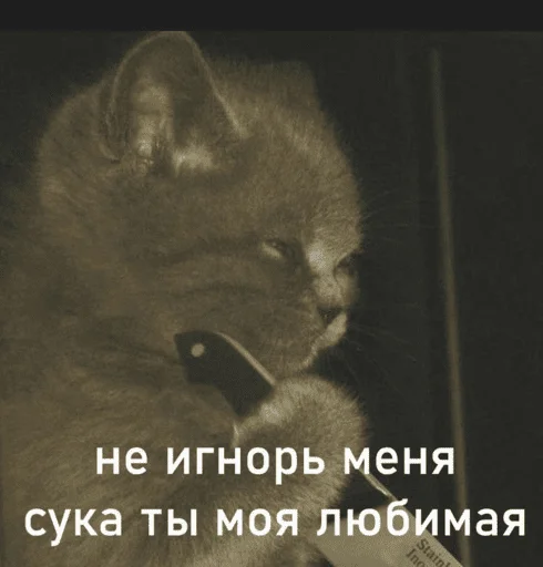 Стикер котики