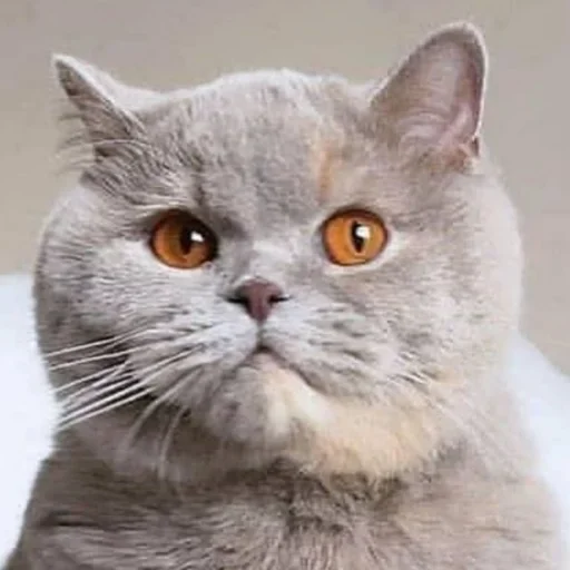 Стикер Мои котейки