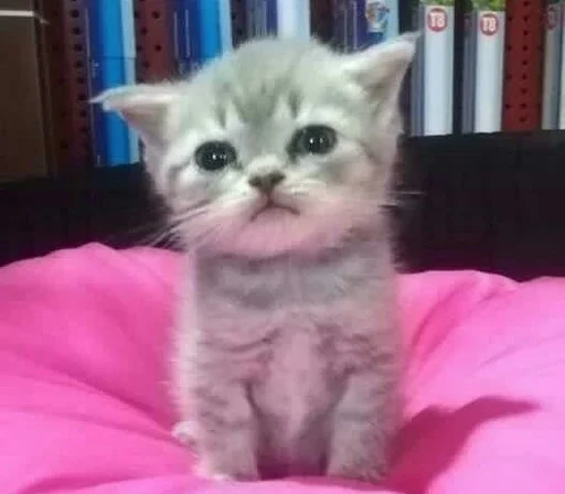 Стикер котики