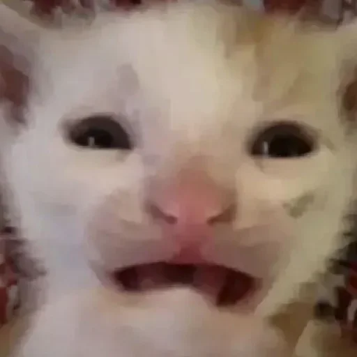 Стикер Котики