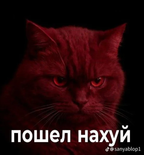Стикер Котики