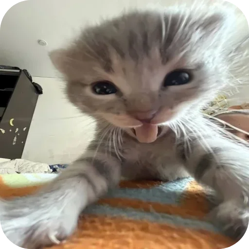 Стикер Котики