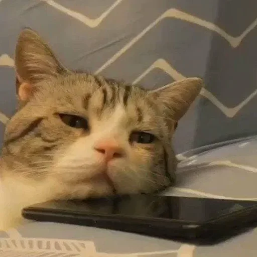 Стикер Котики
