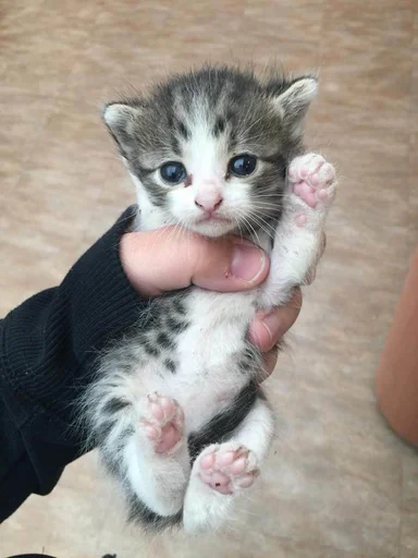 Стикер Котики