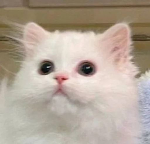 Стикер коты