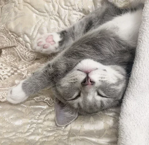 Стикер Котики