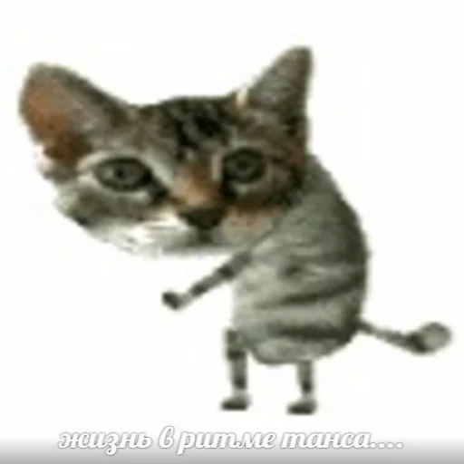 Стикер memy pró kotov (po rzhatí)
