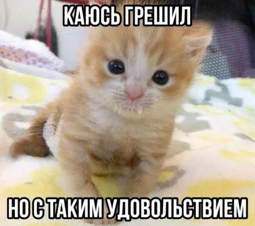 Стикер Котятки