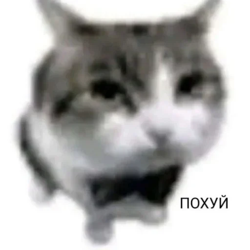 Стикер коты