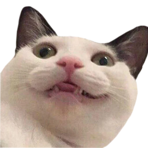 Стикер PupesPack