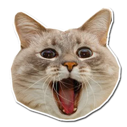 Стикер Котянчик