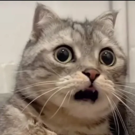 Стикер Котяры