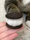 Стикер Котяяяяя