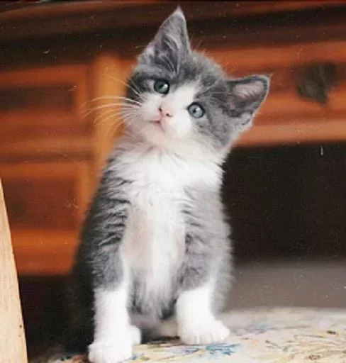 Стикер Котята