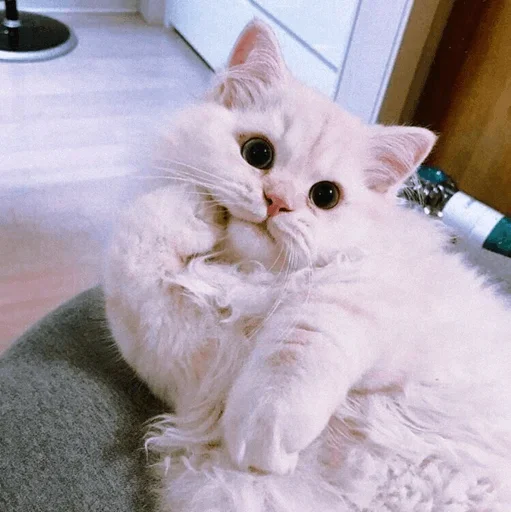 Стикер Котярик