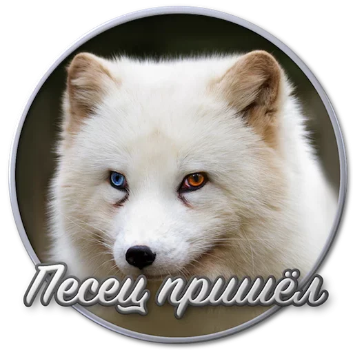 Набор стикеров