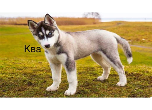 Стикер ГавКва