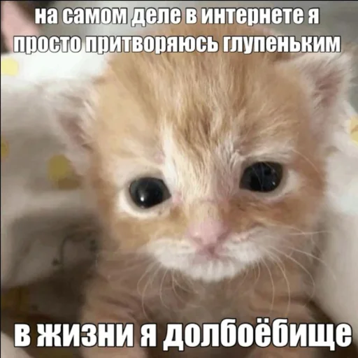 Стикер kwladlwa