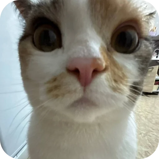 Стикер Котики