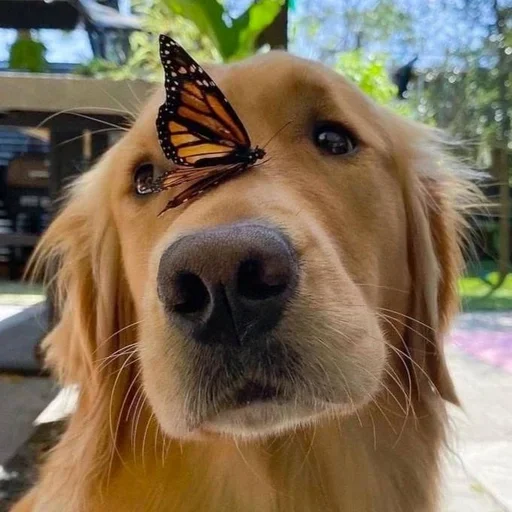 Стикер ЖЮ Видео 🧡 Фотопак
