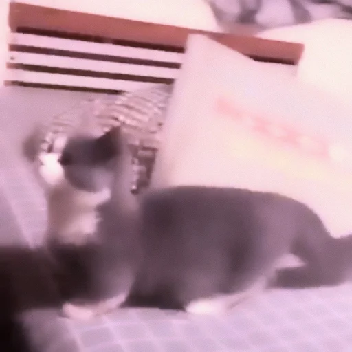Стикер meow