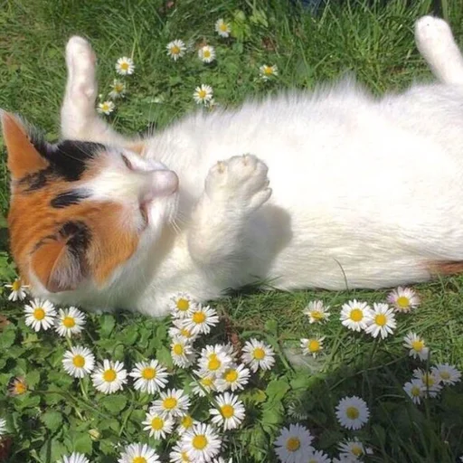 Стикер love for aesthetics