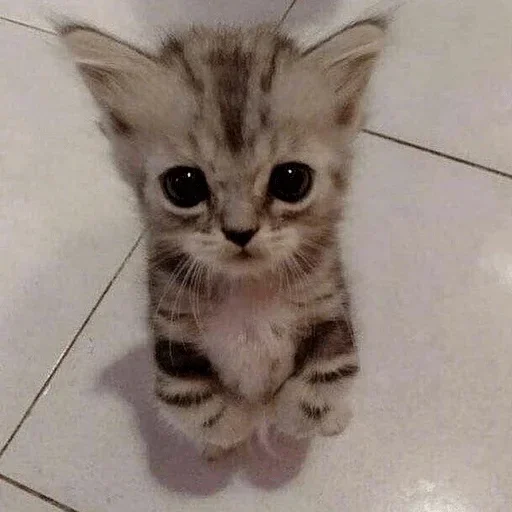 Стикер котеки🥺