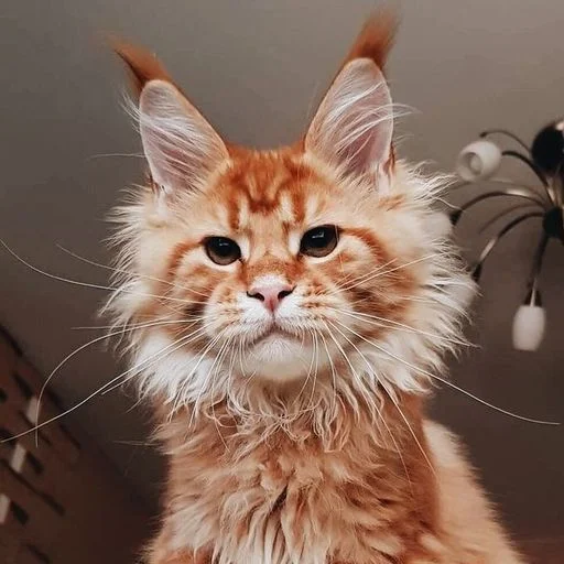 Стикер Mainecoon cats