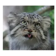 Стикер manuliki