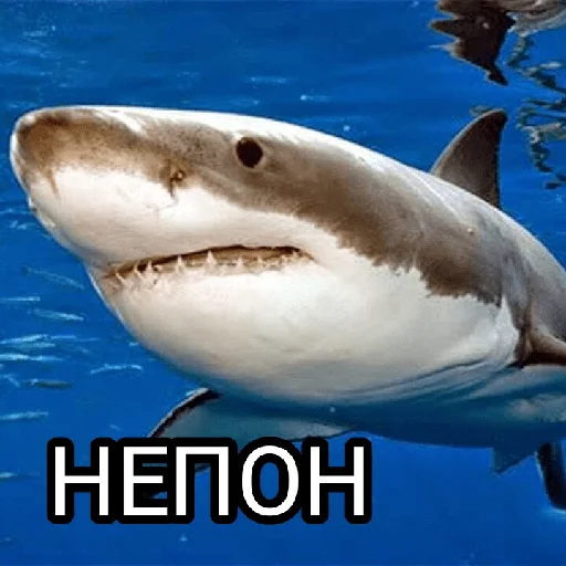 Стикер Memes 22