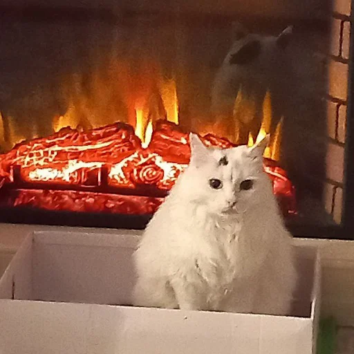 Стикер коты и мемы