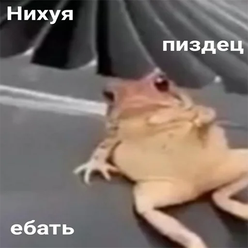 Стикер мемосяндры