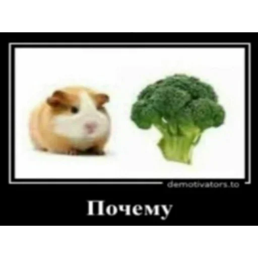 Стикер Мемные ПОЧЕМУ