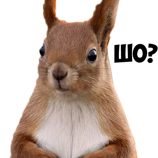 Стикер Мемы жизы