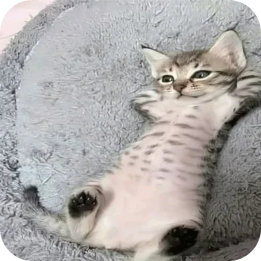 Стикер kitana cat