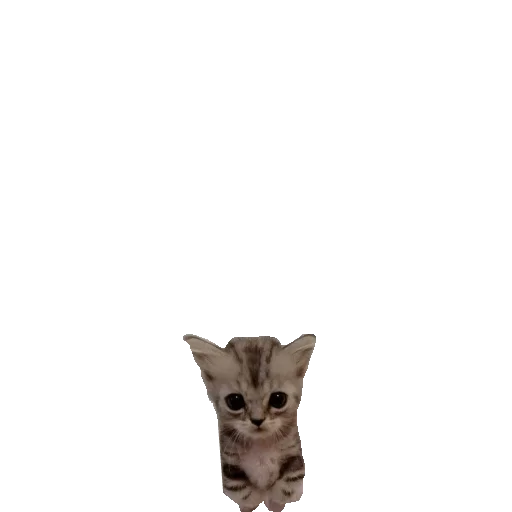 Стикер котики