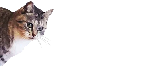 Стикер микро коты