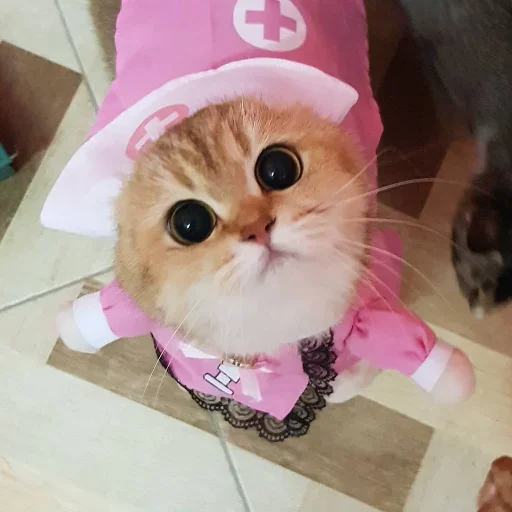 Стикер Милые котики
