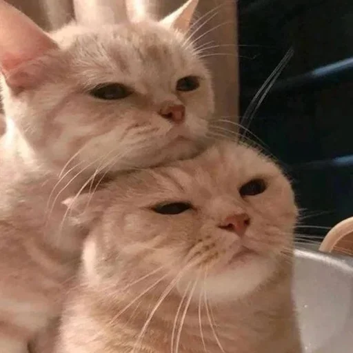Стикер Котики