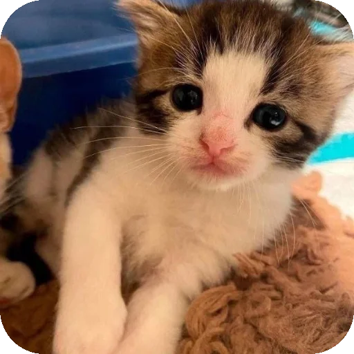 Стикер котики