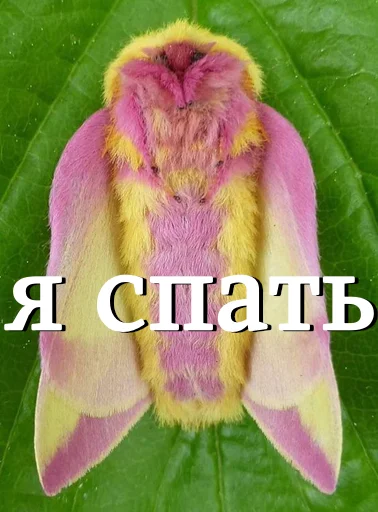 Стикер moooooths