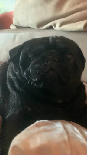 Стикер Мопс