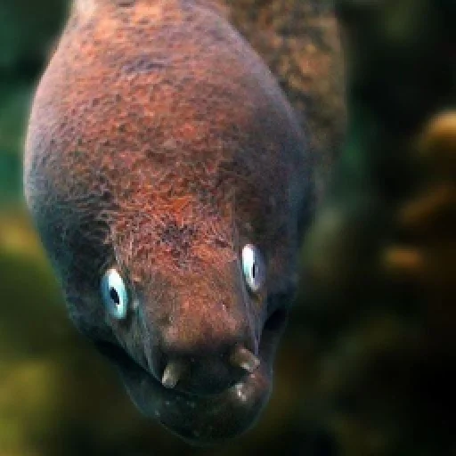 Стикер M-m-morays | Мурены