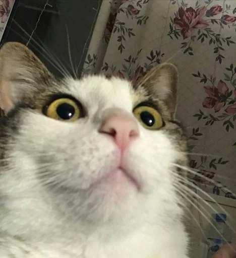 Стикер мотя