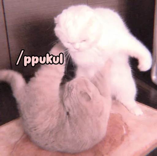 Стикер Котики