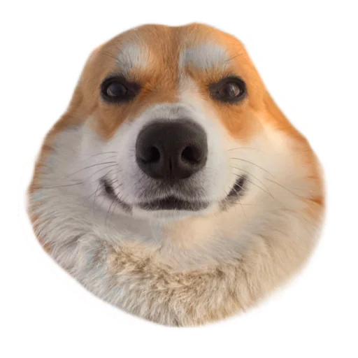 Стикер Маффин корги