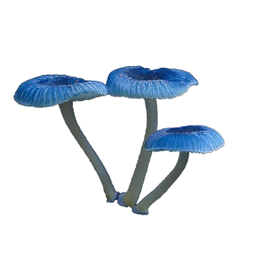 Стикер mushrooms