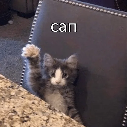 Стикер ÐÐ¾ÑÐ¸ÐºÐ¸