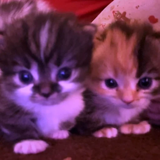 Стикер Cats | Котики